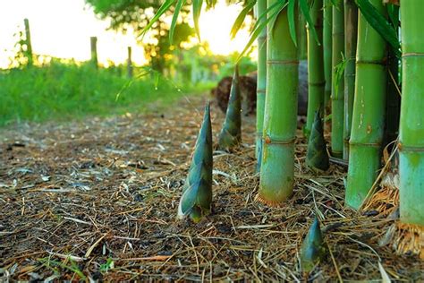 is running bamboo invasive